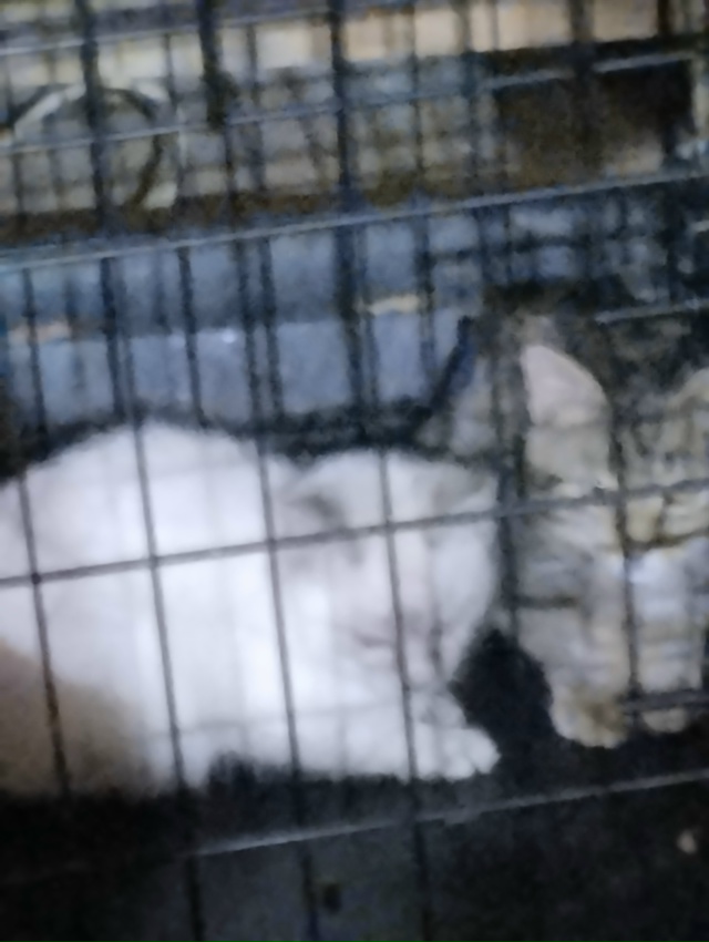 Кошка в СНТ родила котят. Котятам по 3,5-4 мес, один серый ...