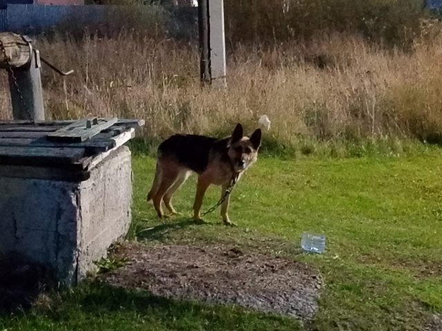 Срочно ищем хозяев этого красавца . Ждёт вас на ул.Степ?...