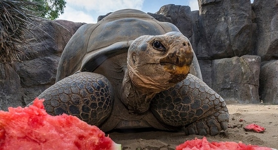 Не стало Бабули⁠⁠
Легендарной черепахи Бабули не ст?...