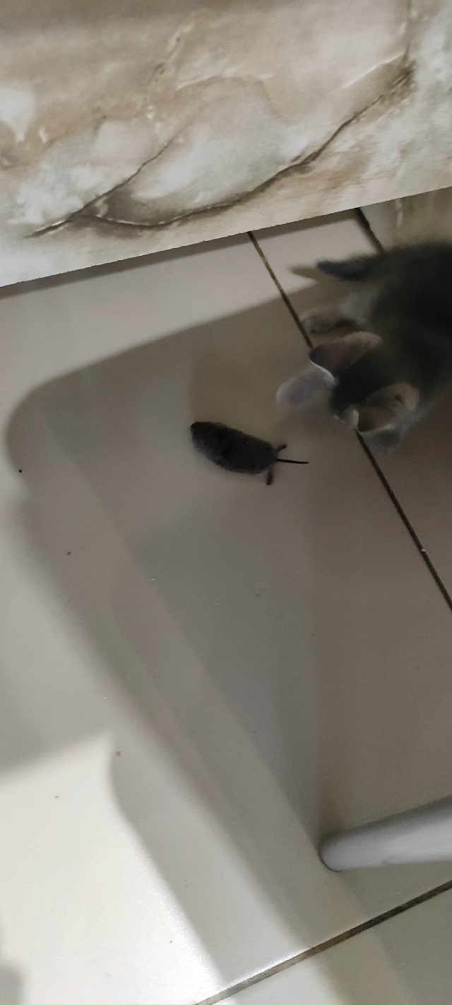 Отдам котенка девочку в добрые руки тел:89033679360