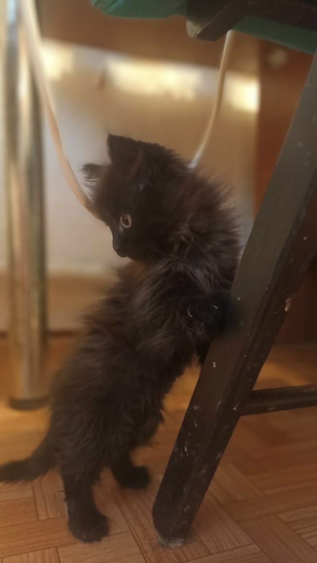 Здравствуйте. Может нужно кому.котята девочки серая и ?...