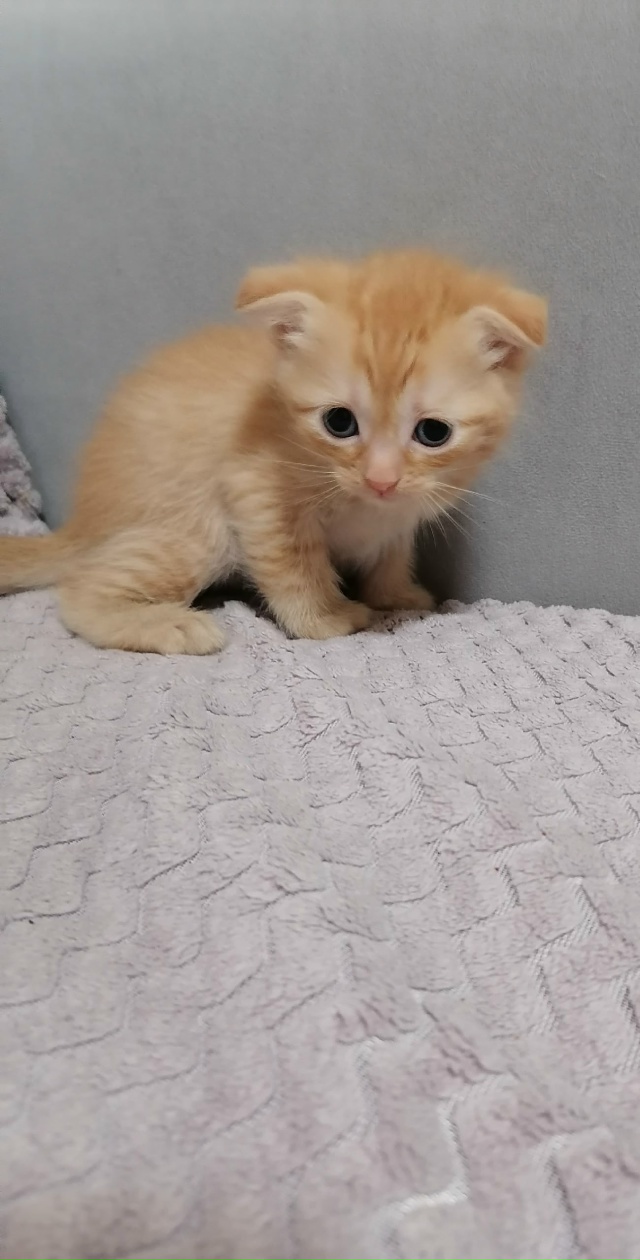 Отдам 2 кошечки, родились 7 сентября. Все вопросы в лс.