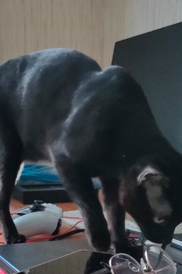 ПРОПАЛ КОТ
Ночью с 12 на 13 марта 2026 года выпрыгнул с балк...