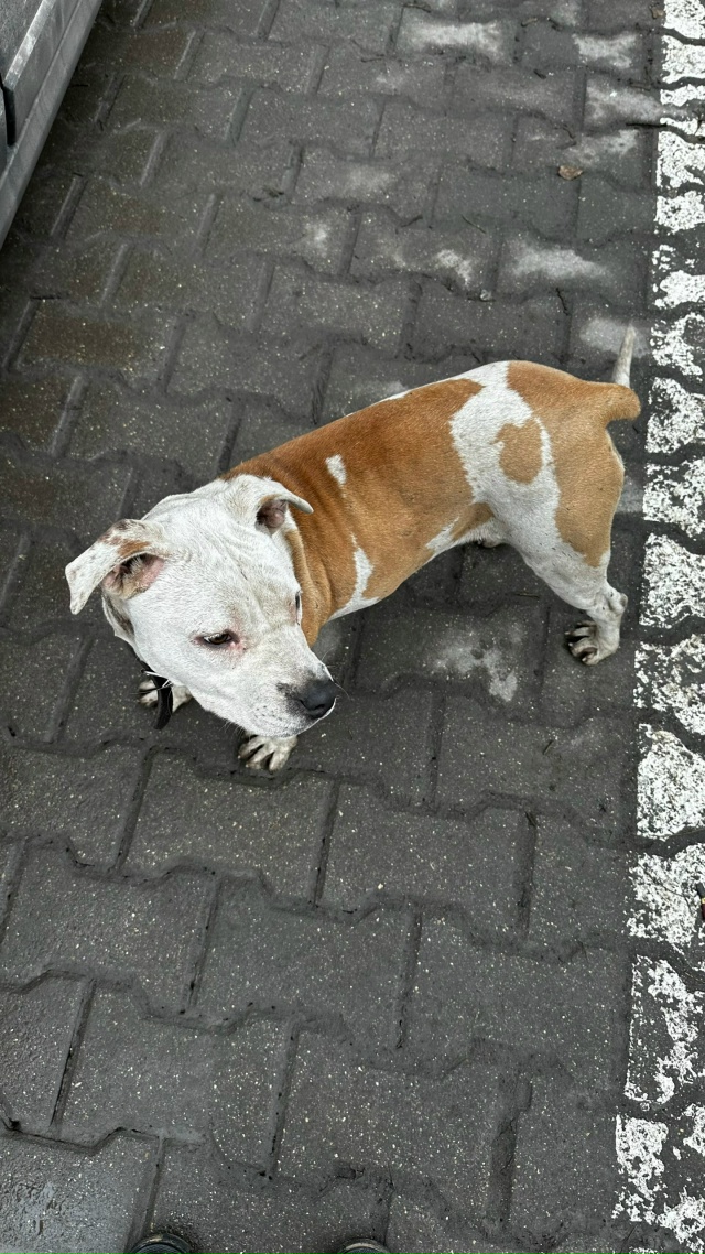 Сегодня 01.12 по дороге в Москве на заправке Роснефть при...