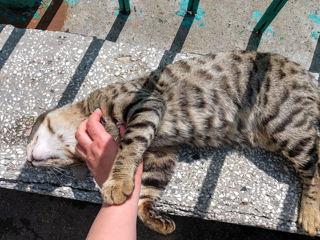 Красивейший кот, в крови которого явно есть бенгалы и, ?...