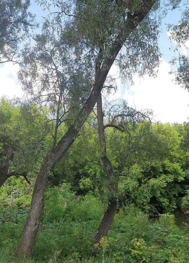 Сегодня у меня мой любимый день— День моего рождения!...