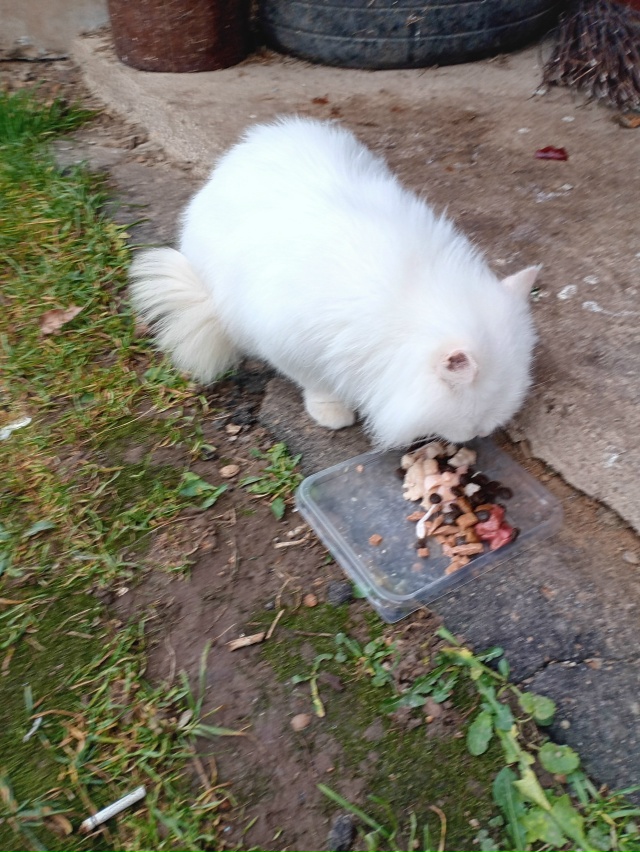 Добрый день! Может кто потерял кошку или кота, на Молод?...