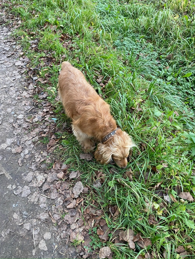 Бегает у Империи Цветов видно потерялась с поводком