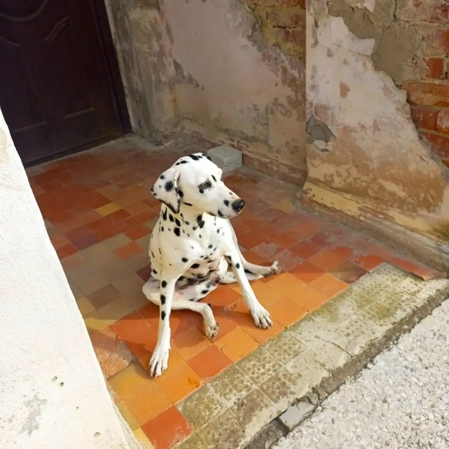 Ахтырский. К больнице приблудилась вот такая красота. ?...