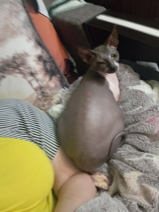 Кошечка Лорд😝