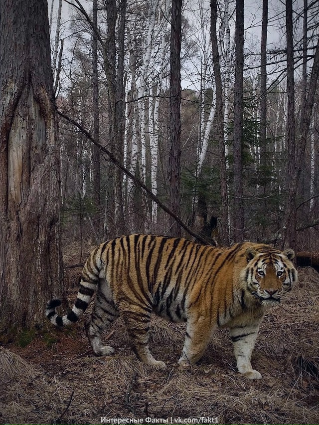 Aмypcкиe тигpы пoпaли в фoтoлoвyшкy