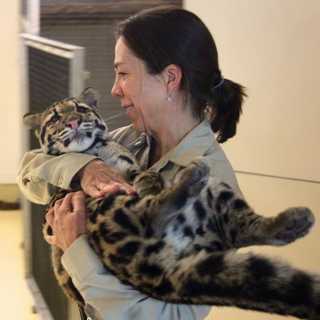 Спасённый дымчатый леопардёнок, оставшийся один после...