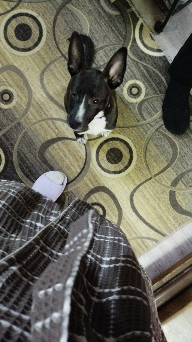 Добрый вечер , в деревне Юрятино , подкинули собаку , ма?...