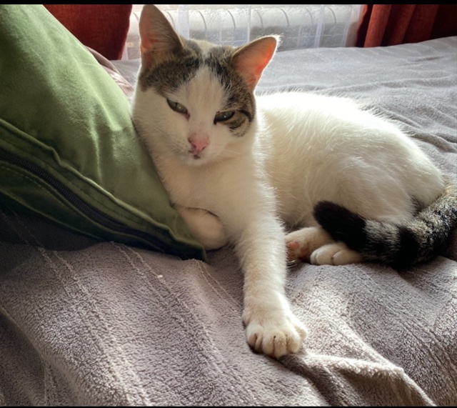 Пушок,Сильбар.