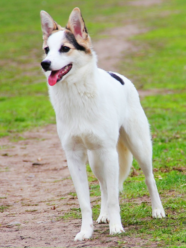 Миленькая и небольшая Туна срочно ищет любящую семью!??...