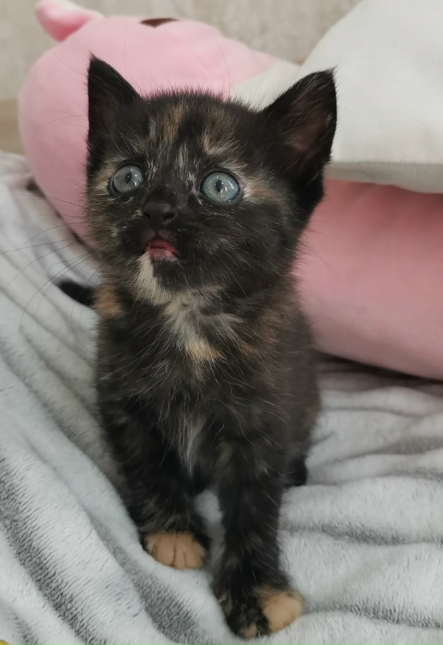 Отдам котят в добрые ручки. 2 девочки от домашней кошки....