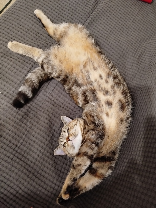 Потягушки 😻