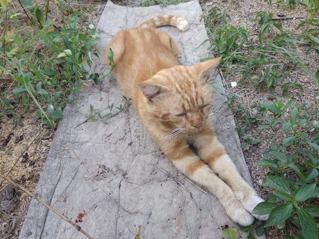 Посмотрите на этого кота, пожалуйста, может быть, его к?...