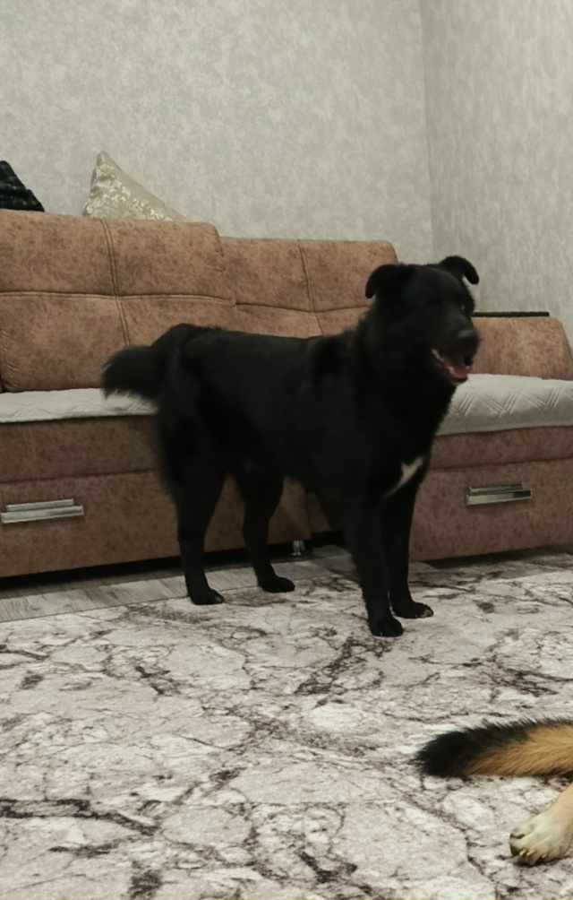 Помоги в поиске нашего члена семьи. Потерялась собака 2...