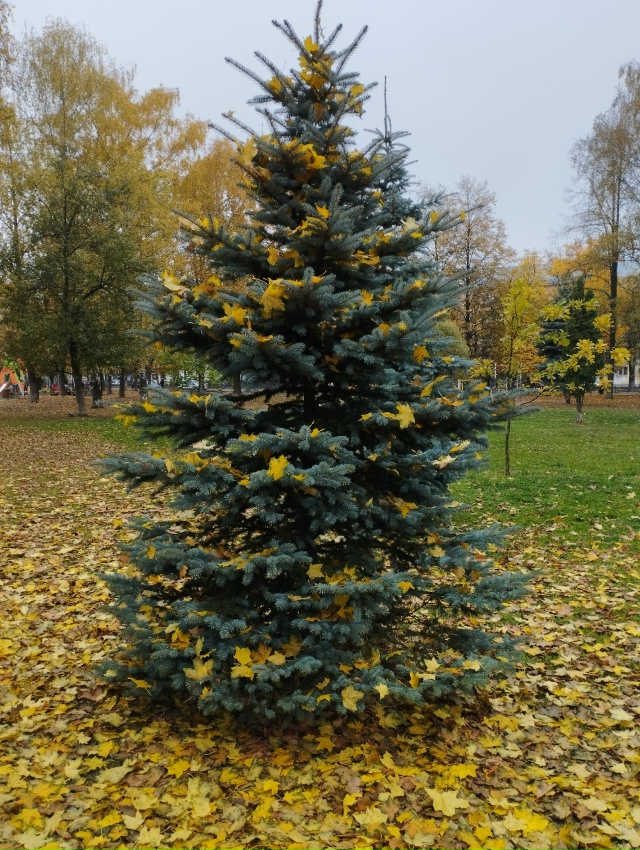 Сколько красоты дарит нам осень. Как будто обилием ярк?...