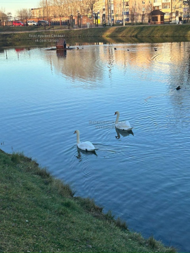 Красивые птицы 🦢🦢
Совсем скоро их всех увезут в пито...