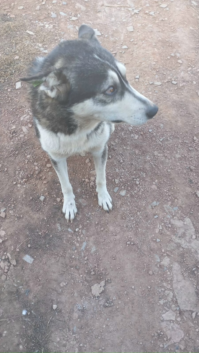 Каму нужна собака прибилась к нашему двору очень добры...