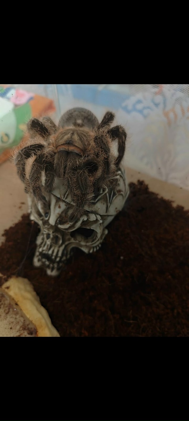 Привет, Волгореченск! 👋 Это снова кафе OASIS 🍽
🦥 Экзот?...