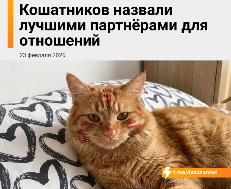 Эксперты признали кошатников лучшими партнёрами для отношений
Владельцы кошек — более терпеливые, о