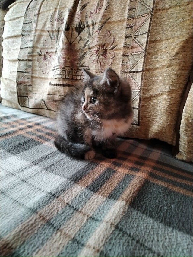 На улице Белинского найден котёнок .