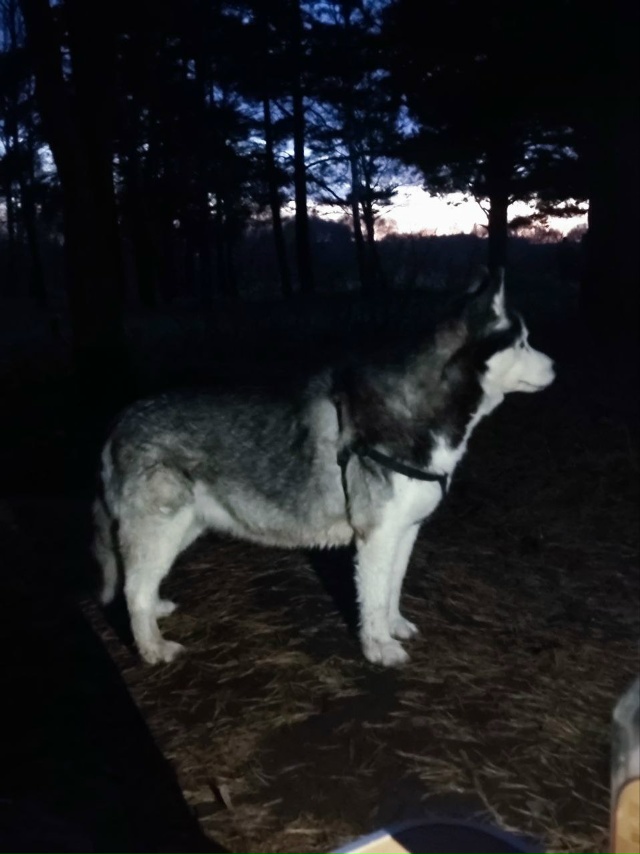 На карьере прибился щенок хаски. Может чей-то потеряшк?...