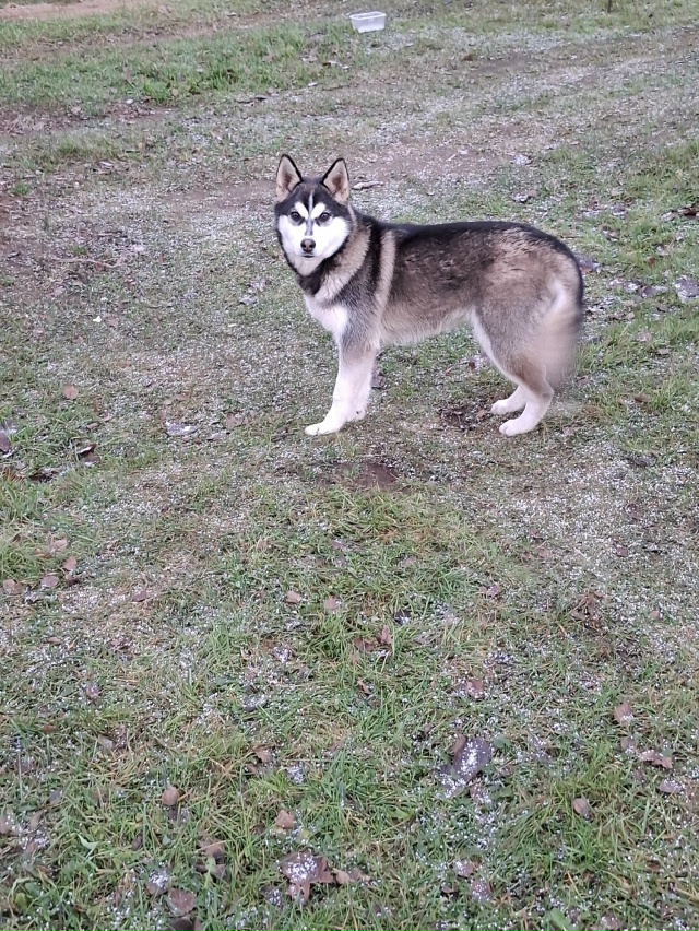 ❓🐶Подкинули собаку в д.Добшо может нужна кому ?
