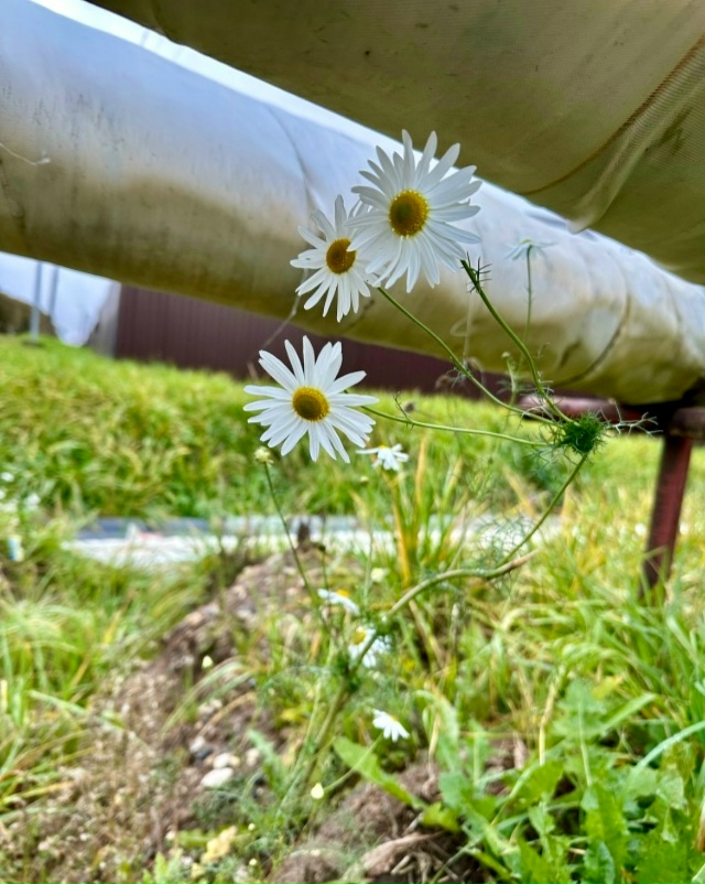 Золотой октябрь в Окуловке
