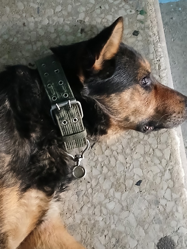Пиндуши,чей пёс ? Что- то с лапой.Зашёл в под'езд ул.Пове?...
