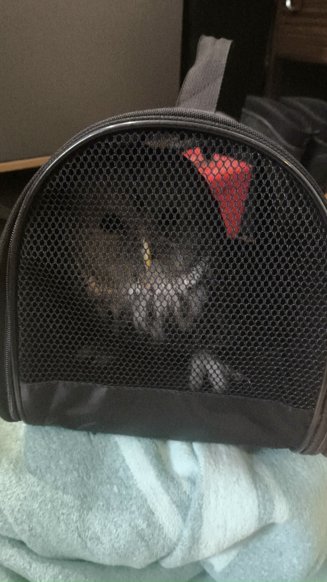 Добрый день! Помогите пристроить совёнка , походу слом?...