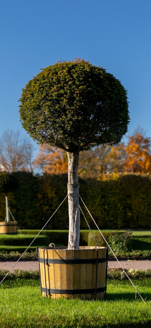 Заставки для ваших телефонов / ноябрь🍂
Источник: peterhof...
