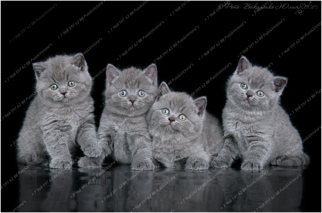 Как вам наши девочки? ?