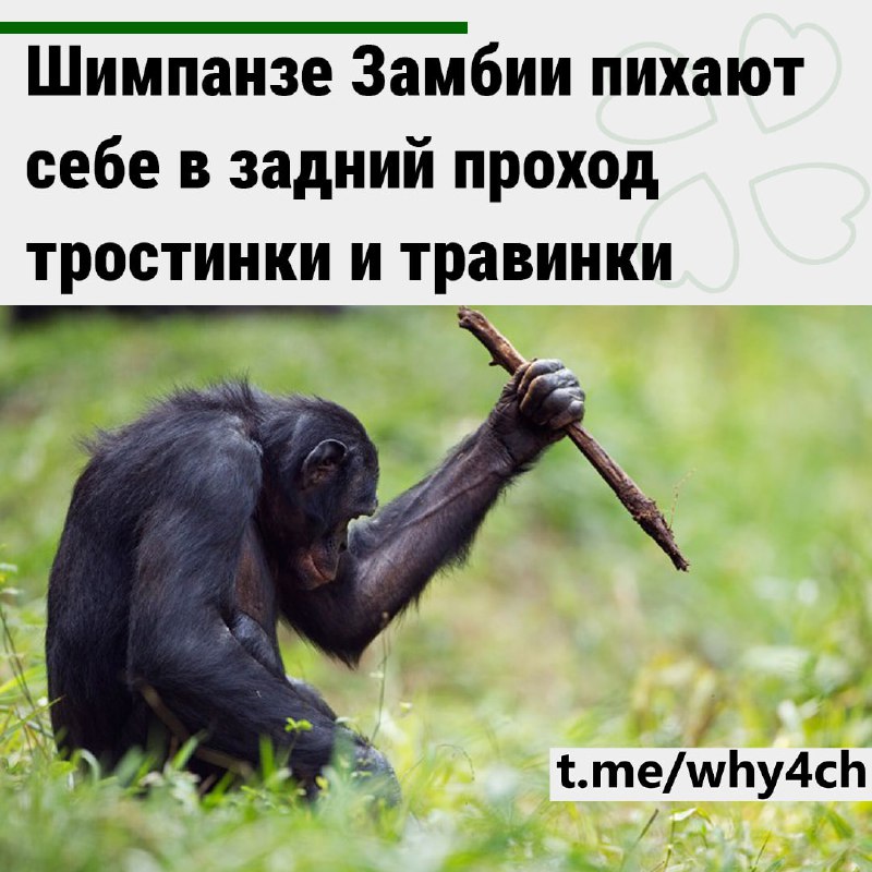 Ученые полагают, что обезьяны пихаю себе в зад травинки «для красоты». Раньше обезьяны предпочитали