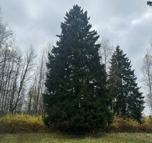 В Подмосковье выбрали главную новогоднюю ёлку страны. ...