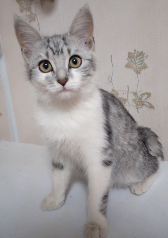 Два очаровательных котенка (стерелизованные девочки) ?...