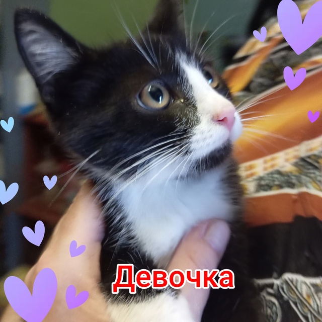 ❗Кировск, Лен. Обл. ❗
➡️Новенькие котята с ул. Пионерс...