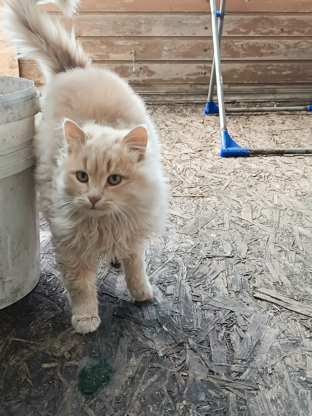 Добрый день. Никто не терял малыша? (район жд посёлок) и?...