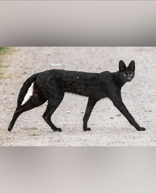 Одна из самых редких и загадочных кошек в мире – черны?...