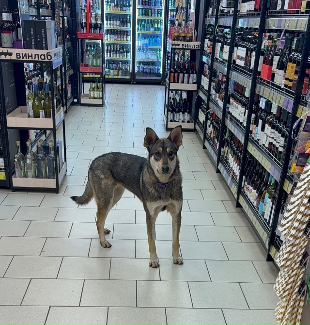 Очень добрый пёс зашел в Винлаб на 1905 года 17А. Бегает - б...