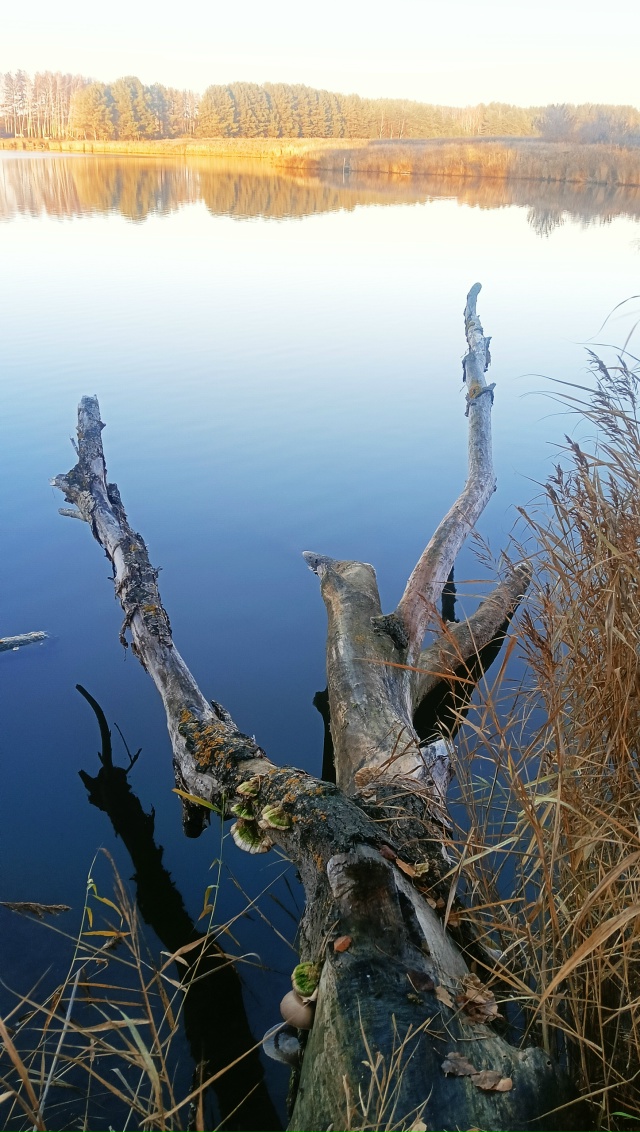 Пруд в Барашево Ульяновской области, кто знает сколько...