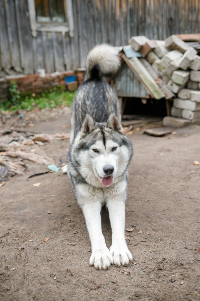 Кай очень ждет своего Человека🙏
Милый, добрый, игривы?...