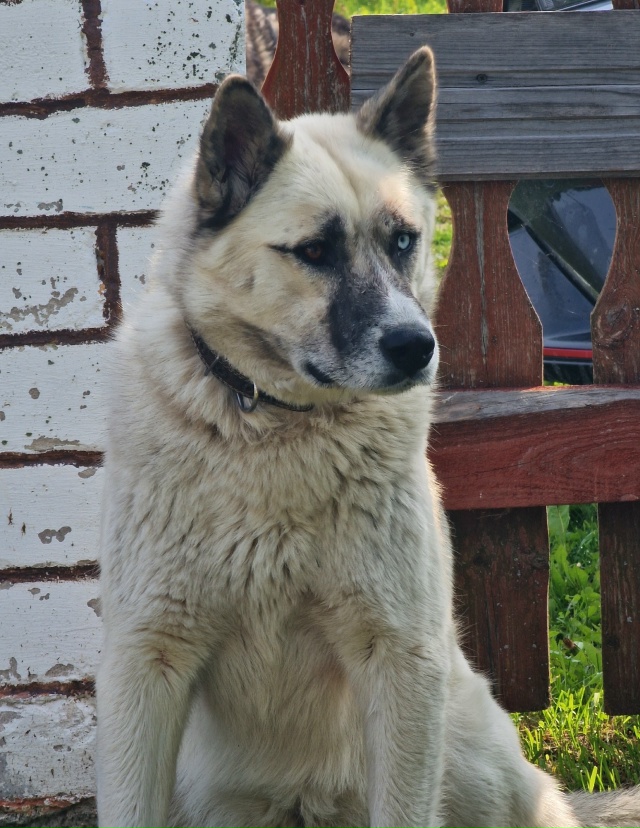 ? Пропала собака. Зовут Умка. Убежала из Раменья.
Отли?...