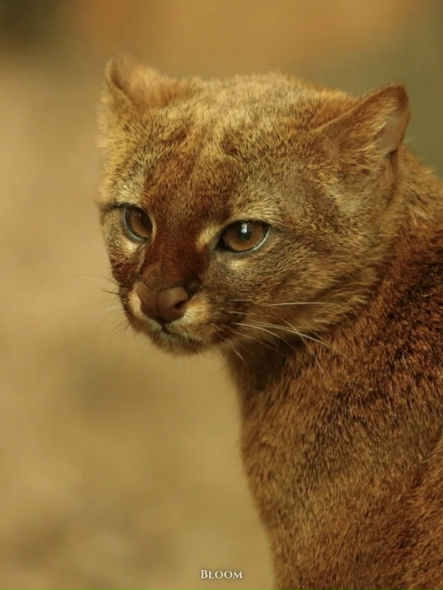 Это ягуарунди — необычная кошка, которая решила, что б?...