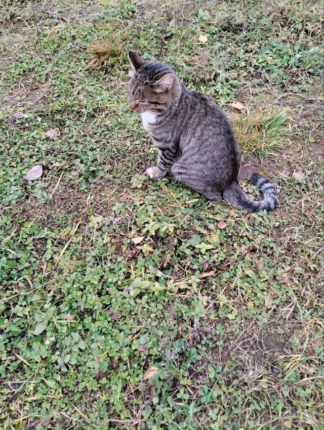 В мае в д.Бурдята появилась кошечка, она очень добрая, ?...
