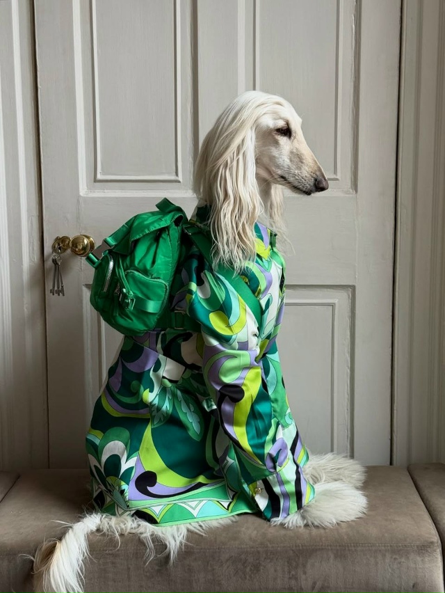 Собака с длинной шелковой шерстью и аристократичным в?...