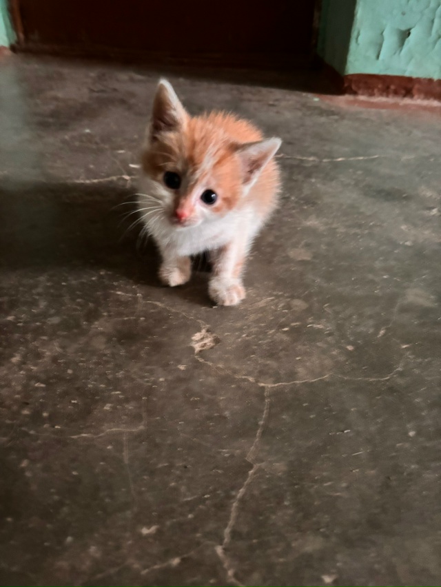 Котик ищет свою семью!